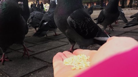 close-up. urban pigeons eating from a woman's hand