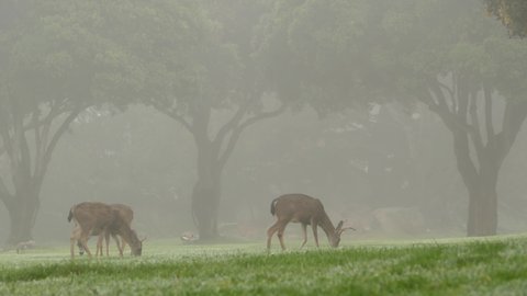 Wild male deer with antlers or horns grazing on green lawn, foggy weather atmosphere, forest trees. Fallow, red or mule deer animal on grass, buck or stag. Monterey wildlife, California nature, USA.