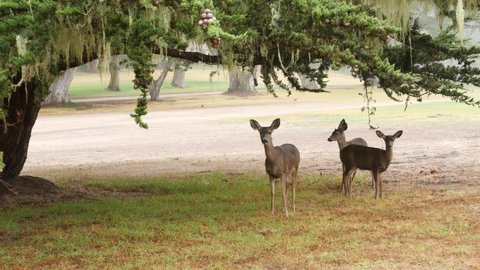 Wild young deer family grazing, green lawn grass, group or herd of juvenile animals. Many adorable fawns, cute calfs under cypress tree in freedom, valley or meadow in forest. Lace lichen. California.