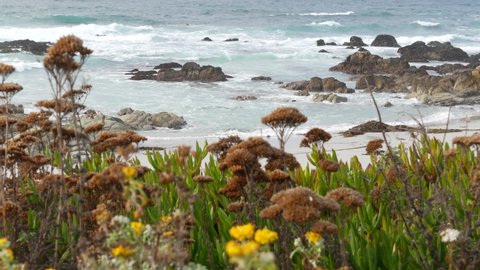17-mile drive, Monterey, California USA. Rocky craggy ocean, sea water waves. Pacific coast highway, wild nature of Point Lobos, Big Sur, Pebble beach. Succulent plants, wildflowers, herbs and flowers