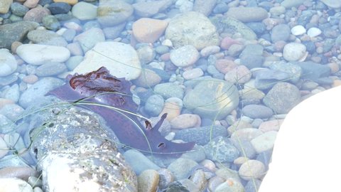 Sea hares mollusc in tide pool water, red mollusk, pebble. Tidepool wildlife, aquatic marine organism. Exotic anaspidea animal underwater. Littoral intertidal zone fauna, California low tide ecosystem