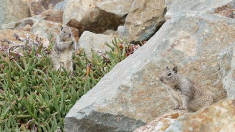 California ground squirrel rodent on beach sand, green succulent ice plants, hottentot or sour fig greenery. Coastal wildlife, cute cuddly wild animal and pigface on shore or coast in natural habitat.