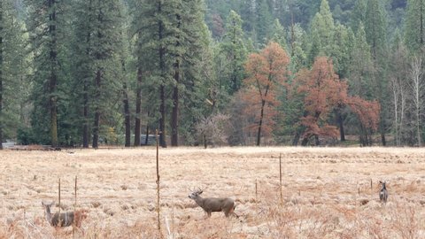 Deer family grazing on meadow in Yosemite valley by Tioga road, California wildlife fauna, USA. Wild animals herd feeding on glade by foggy forest and mountains in freedom. Autumn fall grass field.
