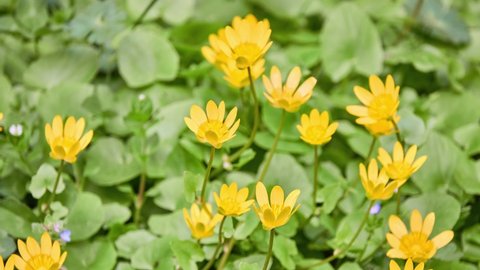 Ficaria verna (formerly Ranunculus ficaria), commonly known as lesser celandine or pilewort, is low-growing, hairless perennial flowering plant in buttercup family Ranunculaceae.