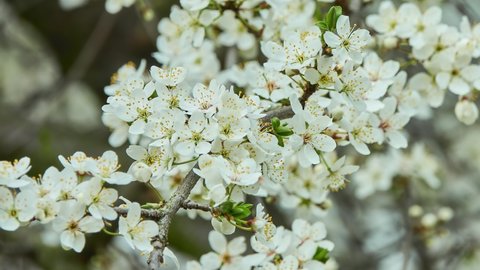 Prunus spinosa, called blackthorn or sloe, is flowering plant in rose family Rosaceae. It is native to Europe, western Asia, and locally in northwest Africa.