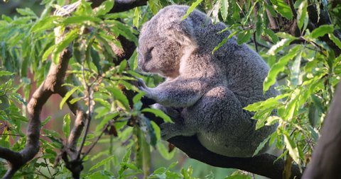 Koala bear big male resting in Australia forest canopy