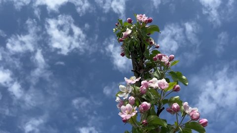 Pink white apple blossom branch against cloudy blue sky at spring day.