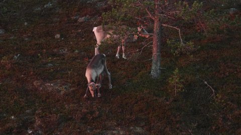 Domestic reindeer eating shrubs on a steep hillside on a beautiful autumn morning near Kuusamo, Northern Finland	