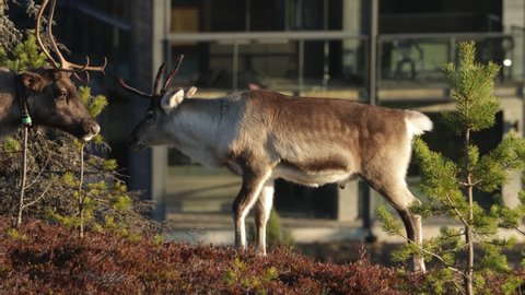 Domestic Reindeer moving in front of some buildings in Ruka, Northern FInland