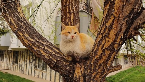 Beautiful stray cat sitting on the tree in the garden.
Urban Wildlife, wild nature.
cute cats, love animals, pets.
Homeless cat, pet