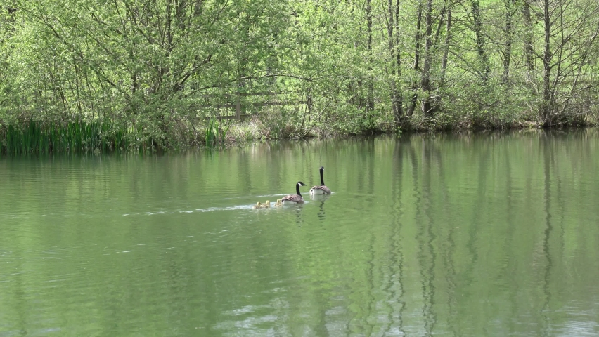 Canadian geese parents swimming followed by four goslings on a river