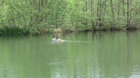 Canadian geese parents swimming followed by four goslings on a river