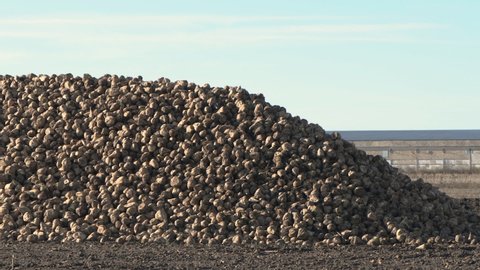 Pile of harvested sugar beet root crops in field, Beta vulgaris is also known as common beet