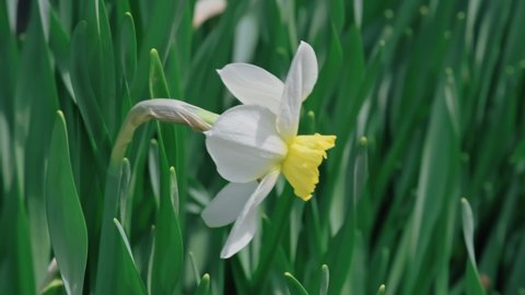 Narcissus. Spring flowering perennial plants of the amaryllis family. Flower. Slow motion.