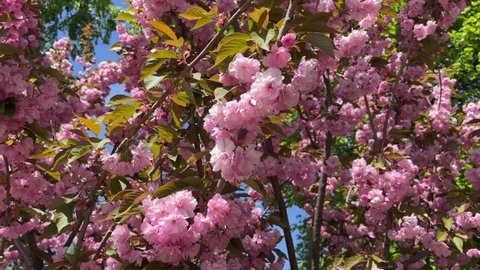 Beautiful pink cherry blossom flowers in spring park. Sakura is  decorative flowering tree of incredible beauty with pink double flowers.