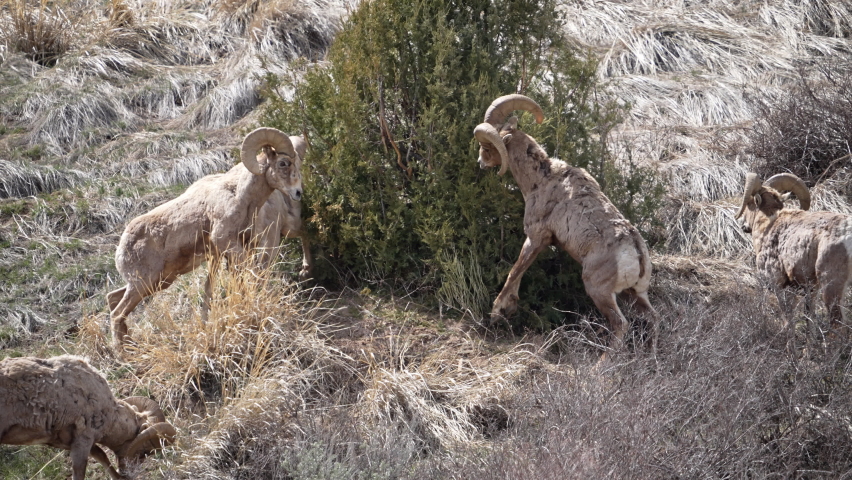 Bighorn Sheep rams butting heads in slow motion in the Teton wilderness in Wyoming. Royalty-Free Stock Footage #1090024625
