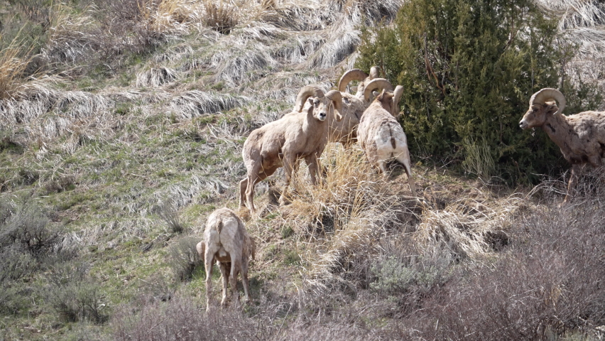 Group of Bighorn Sheep rams gathered around as they butt heads in the Wyoming Wilderness.