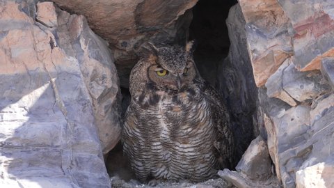 Great Horned Owl taking flight revealing fluffy owlets in nest inside a rocky cliff.