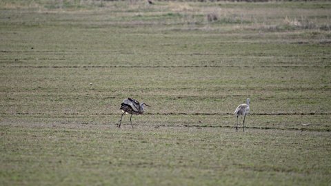 Sandhill crane with wings puffed up following another through grassy field during migration in Wyoming.