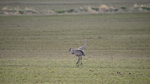 Sandhill Cranes in grassy field as they follow each other during migration in Wyoming.