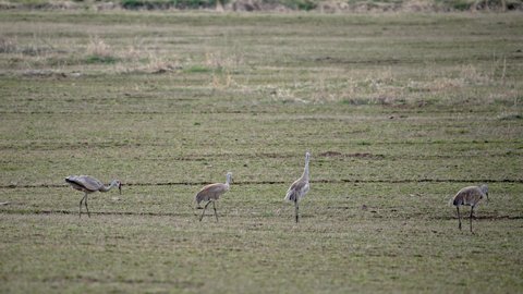 Sandhill crane playing with cow dung in green field stomping it and tossing it around.