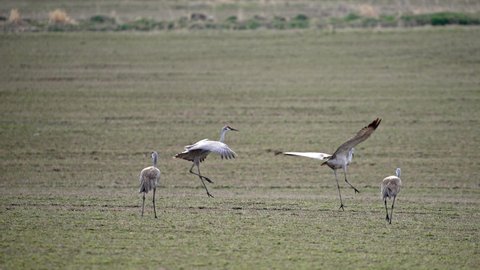 Sandhill cranes grazing through field as they hop with wings open during migration through Wyoming.