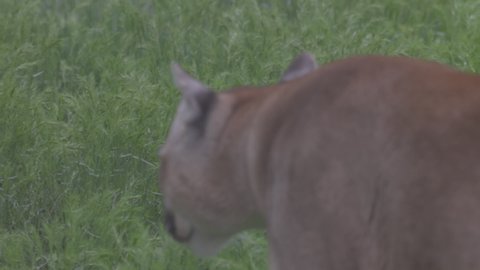 Beautiful Puma in spring forest. American cougar - mountain lion. Wild catwalks in the forest, the scene in the woods. Wildlife America. Slow-motion 120 fps, ProRes 422, ungraded C-LOG 10 bit