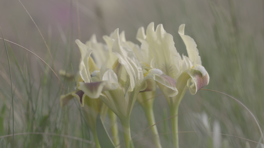 Beautiful wild spring flowers, Irises. Beautiful blooming wild steppe. Spring flowers Yellow Irises in the steppe. Blooming meadow in spring. 120 fps, ProRes 422, 10 bit, ungraded C-LOG video Royalty-Free Stock Footage #1090025523