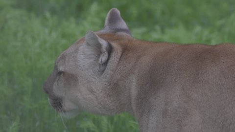 Beautiful Puma in spring forest. American cougar - mountain lion. Wild cat walks in the forest, scene in the woods. Wildlife America. Slow motion 120 fps, ProRes 422, ungraded C-LOG 10 bit