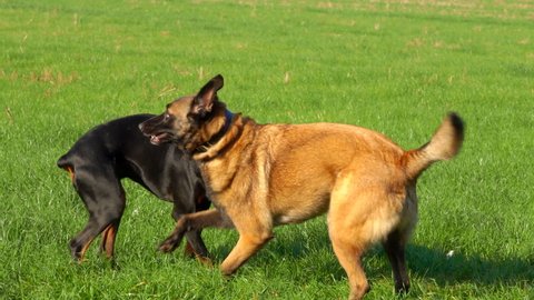 Happy Purebred Doberman Belgian Shepherd Malinois Stock Footage Video ...