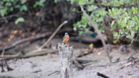 Wildlife bird species of Common Kingfisher perched on a tree stump with natural background in tropical rainforest.
