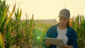 Woman farmer with digital tablet works in corn field. Agricultural business concept. Growing food. Farmer business woman in corn field, uses tablet computer. Harvest in field in autumn. Farmer field