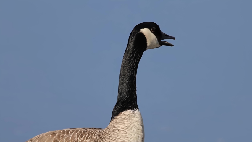 A close up to a Canadian goose, a large wild goose with a black head and neck, white cheeks, white under its chin, and a brown body.