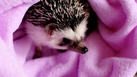 Hedgehog after swimming.clean hedgehog in a purple towel. African pygmy hedgehog.Cute hedgehog portrait .prickly pet. 4k footage