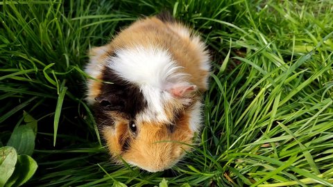 Cute home fluffy pet guinea pig, grazes in the green juicy grass, looks.