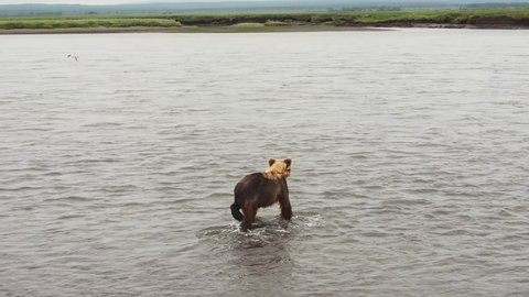 Kamchatka brown bear (lat. Ursus arctos piscator) runs along the river and tries to catch fish. Drone view. Concept of wild animals in nature