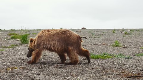 The Kamchatka brown bear (lat. Ursus arctos piscator) walks along a log on the coast in search of food. Drone view. The concept of wild animals in nature