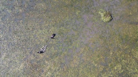 Top Down footage of a Family of swans and cygnets on a swamp and lake in Australia.
