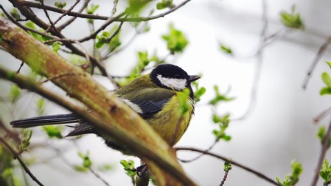 The tit sits on a branch and sings its songs