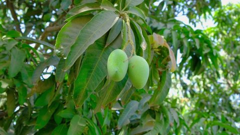 Fresh mango, man checking mango production, fresh mango production, new mango production in summer, man checking mangoes