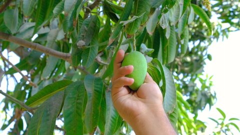 Fresh mango, man checking mango production, fresh mango production, new mango production in summer, man checking mangoes
