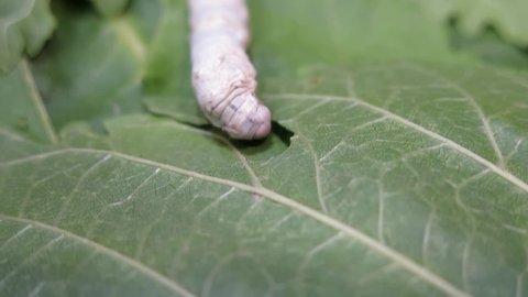 Caterpillar Eating Green Leaves Closeup