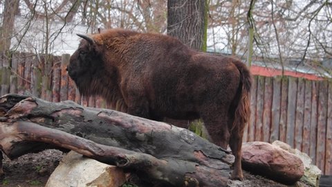 Close-up on a big bison in the park. Bison is a species of animal from the genus bison. Representative of wild bulls in Europe