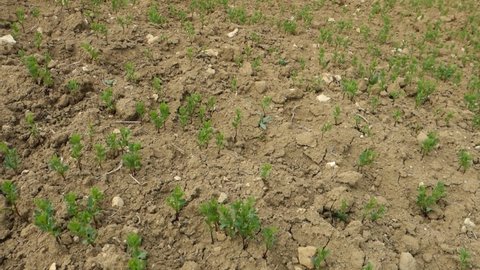 lentil plantations in continental climate, newly sprouting lentil plant, green lentil plant sprouting in the field,