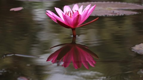 Lily Flowers, Lotus, Flower pond