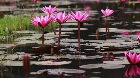 Lily Flowers, lotus, flower Pond