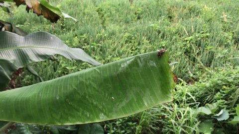 big green banana tree leaf shot, banana tree leaf footage