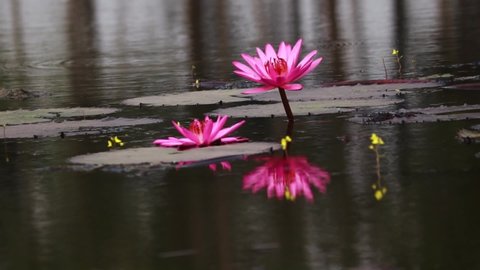 Lily Flower, lotus, lily flower Pond