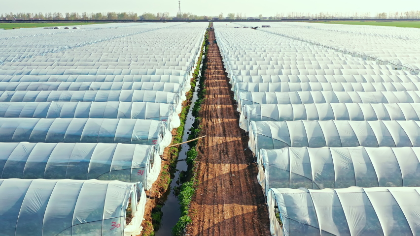 Aerial footage of agricultural plastic greenhouse in vegetable plantation, China, Asia. Agricultural plastic greenhouses can be used to grow a variety of vegetables out of season. Royalty-Free Stock Footage #1090035113