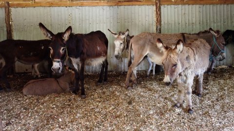Herd of donkeys stand inside paddock. Many donkeys at donkey farm. Muzzles of donkey close-up. Domestic rural animals. Livestock, stock raising, animal breeding, corral, ungulates, animal husbandry